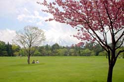 桜のパインズパーク